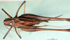 CollectionObject 1502612; 5062a036-e780-4490-8d9e-4a2cbfc2c61b, DORSA BTeutacuS02: female, dorsal view (syntype). (CollectionObject).