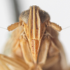 Head: !! display not done !! on Stenocranus (Codex) dorsalis (Fitch, 1851): (Observation).
