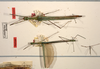 CollectionObject 1560619; b5e675b7-dd20-488b-8cd6-fb9217eaae48: copyright ZMUH, Hamburg. female, dorsal view (holotype) [on right] and male (paratype). (CollectionObject).