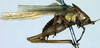 CollectionObject 1500348; ecd96df7-66f9-4762-b239-bff3048446d6: male, lateral view (syntype). (CollectionObject).