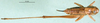CollectionObject 1501878; 82b0ab6b-1a52-4e0f-8363-80265e077014: female, dorsal view (allotype). (CollectionObject).