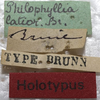 labels (syntype). Depicts CollectionObject 1505652; 09ec79f1-9a5f-4bef-b483-58c518b36a90, a CollectionObject.