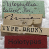 CollectionObject 1505652; 09ec79f1-9a5f-4bef-b483-58c518b36a90: labels (syntype). (CollectionObject).