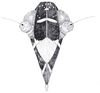 Head: !! display not done !! on Cixidia (Cixidia) confinis (Zetterstedt, 1837): (Observation).