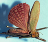 CollectionObject 1522745; 9a30674b-bda3-4204-b4ea-36ea4770a030: female left wings (holotype). (CollectionObject).