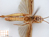 CollectionObject 1530782; 628a86e4-0e71-45b1-a69d-e578d6cd9515: female, ventral view (syntype). (CollectionObject).