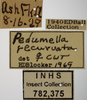 Other on Athysanella (Pedumella) recurvata (Osborn, 1930): Labels - Female. (Observation).