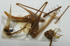 CollectionObject 1597765; 1b658284-94e1-4191-afb5-acc73cf1c12e: female (paratype). (CollectionObject).
