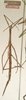 CollectionObject 1559012; NMW 778, 242d9063-55e6-4055-87af-4d4f21709115: copyright NMW, Vienna. female (holotype). (CollectionObject).