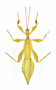 CollectionObject 1586492; a11ce751-1a35-4166-8f71-8d0370152ba4: copyright IMQC. male, dorsal view (paratype). (CollectionObject).;CollectionObject 1586493; 98faf60d-f949-44d6-9e44-92137cf217cb: copyright IMQC. male, dorsal view (paratype). (CollectionObject).;CollectionObject 1586494; 1f5c5ba6-04ff-465b-82b6-02495b8db84f: copyright IMQC. male, dorsal view (paratype). (CollectionObject).