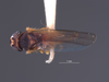 Habitus, dorsal view on Dunioa gratiosa Dworakowska, 1995: (Observation).