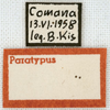 CollectionObject 1575346; 364af3b3-a6b1-4461-aa3a-ed52f24705ae: labels (paratype of Gryllus chopardi Kis, 1967). (CollectionObject).