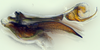 Aedeagus, lateral view: (Observation).