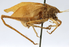 CollectionObject 1539778; 1f394671-d105-4a1a-afe0-65830fc8397e: female, lateral view (syntype). (CollectionObject).