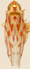 Habitus, dorsal view: Habitus (holotype, KSEM collection). (Observation).