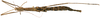 CollectionObject 1578606; RBINS IG: 32700'''''', ba9c83f1-6cb5-4381-9135-c5b2f795c764: copyright ISNB, Brussels. female, dorsal view (paratype). (CollectionObject).