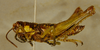 Brakeracris varablancensis Rowell, 1995: juvenile female. (Otu).