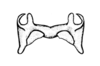 Chibchacris furcata Hebard, 1923: Fig. 45. epiphallus, dorsal view. (Otu).