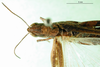 CollectionObject 1570317; 29ae75cb-6348-4816-9820-cb68674ab9a3: female, dorsal view (paratype of Gymnobothrus houyi). (CollectionObject).