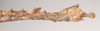 CollectionObject 1557795; 100b88d9-3229-4ab9-9131-66b329bce742: copyright Natural History Museum, London. female: end of abdomen, lateral view (syntype). (CollectionObject).;CollectionObject 1557796; f9be8530-ce59-427d-bea8-331143cb9c86: copyright Natural History Museum, London. female: end of abdomen, lateral view (syntype). (CollectionObject).