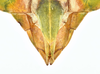 CollectionObject 1586482; 92dd25be-86b6-4562-9d3b-7f8bfd4968b9: copyright IMQC. female: end of abdomen, ventral view (holotype). (CollectionObject).