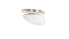Chortophaga cubensis (Scudder, 1875): wings. (Otu).