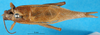CollectionObject 1501995; 267b1f34-9635-4e39-a58e-da9f69be5941: male, dorsal view. (CollectionObject).