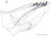 Gonoplac: !! display not done !! on Cixidia (Epiptera) lapponica (Zetterstedt, 1837): (Observation).