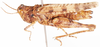 Pseudegnatius reyneckei Dirsh, 1956: female, lateral view. (Otu).