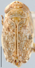 Habitus, dorsal view on Desertana DeLong & Martinson, 1973: Desertana arida, dorsal habitus (OSUC). (Observation).