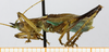 CollectionObject 1597527; a7c0e012-65bb-492c-a82a-ba39a8458d89: male, lateral view. (CollectionObject).