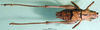 CollectionObject 1502599; 43ad56ea-a6f4-42fe-b1d0-da5b53e27b25: male, dorsal view (paratype). (CollectionObject).