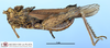 CollectionObject 1513119; 9203d50d-8515-4d5c-b150-544ce419ea18, MLP3492/1: male, lateral view (holotype). (CollectionObject).