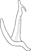 Aedeagus, lateral view on Anufrievia akazu (Matsumura, 1932): Aedeagus, lateral view. (Observation).