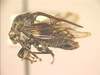 Boocerus Stål, 1869: _Boocerus gilvipes_. (Otu).