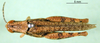 CollectionObject 1502282; 2ea5bc7b-6dc4-4cfe-aec9-e3a95df1aaa7: male, dorsal view (paratype). (CollectionObject).