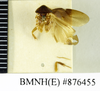Tivia simulatrix Walker, 1869: Copyright Natural History Museum, London. Holotype (adult male) in BM(NH). Dorsal view. (Otu).