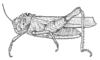 Exochoderes aurantiacus Bolívar, 1882: Fig. 5. female habitus. (Otu).