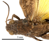 CollectionObject 1538212; 32989f08-e9aa-44c3-a0c8-d5ebd1aee270: male head and pronotum, dorsal view (holotype). (CollectionObject).