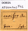 CollectionObject 1538362; 0222b970-f4cd-4973-926c-4d4123ba65c5: labels. (CollectionObject).
