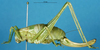 CollectionObject 1507129; 6f48a83f-e141-4055-9877-00fa2d7f5d69: female, lateral view. (CollectionObject).