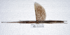 CollectionObject 1576188; 79d7211d-ebbc-46a9-a0e4-9239781afc61: copyright Francis Seow-Choen. female, dorsal view (paratype). (CollectionObject).