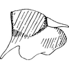 Pygofer, lateral view on Anufrievia grisea Dworakowska, 1976: Pygofer, lateral view. (Observation).