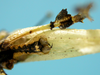 CollectionObject 1542953; DEES MZLQ-I0027', 6176f8f0-1277-436d-be97-caab12908460: male, apex of the abdomen postero-ventral view (paratype). (CollectionObject).