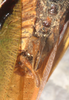 CollectionObject 1532155; NMW 7157, aeb7b1f3-e969-4555-8e71-6792f34baa5e: male abdomen tip, ventral view (syntype). (CollectionObject).