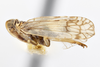Habitus, lateral view: !! display not done !! on Oeclidius (Oeclidius) nanus Van Duzee, 1914: (Observation).