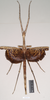 CollectionObject 1557409; NHMUK(SF IMPORT DUPLICATE) 844925, aec714da-ab35-4aa6-987c-746d0eb5e90d: copyright Natural History Museum, London. female of Ischnopoda episcopalis (syntype). (CollectionObject).
