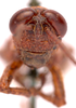 CollectionObject 2704311; CNMS 169, ec871f59-a3ba-4dab-8791-b02583a40db7, CNMS 169: male, frontal view (paratype). (CollectionObject).