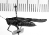 Image Carbonell, C.S female, lateral view (holotype). Depicts CollectionObject 1530115; a6583e97-b0a2-41e8-a55d-fb089a42b823, a CollectionObject.