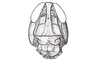 Pedies virescens Saussure, 1861: Fig. 2. male head, frontal view. (Otu).